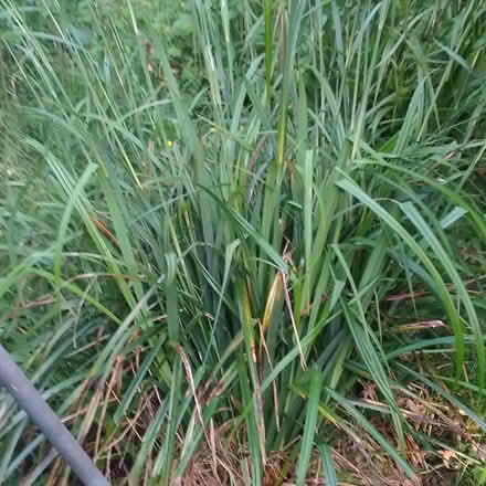 Photo of free Sedge plants. (Woodhouse LS6) #1