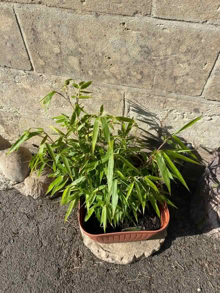 Photo of free Garden bamboo (Southdown) #1