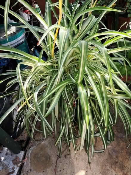 Photo of free Spider Plant (Southport PR8) #1