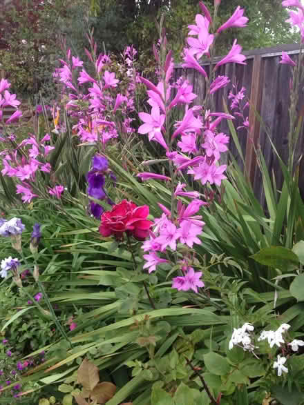 Photo of free Bugle lily SEEDS (Pleasant Hill) #4