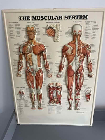 Photo of free Three large 3d(Raised) Anatomical Charts (Frimley GU15) #2