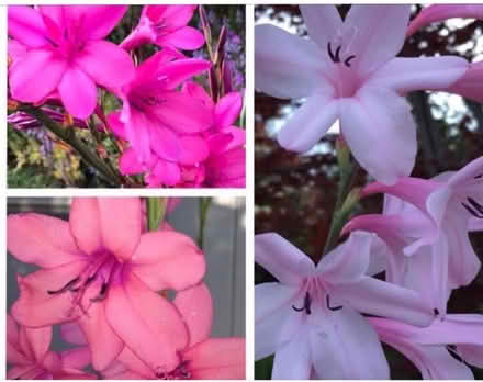 Photo of free Bugle lily SEEDS (Pleasant Hill) #2