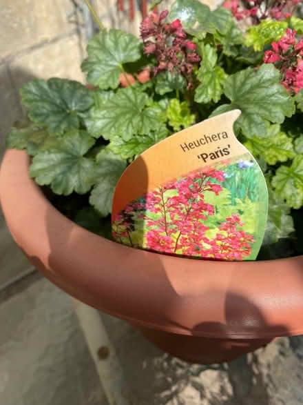 Photo of free Outdoor plant (Southdown) #2