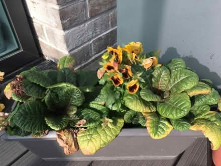 Photo of free Summer plants (Greenwich MV, SE10) #4