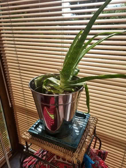 Photo of free Aloe vera plant (Emerson Valley MK4) #1