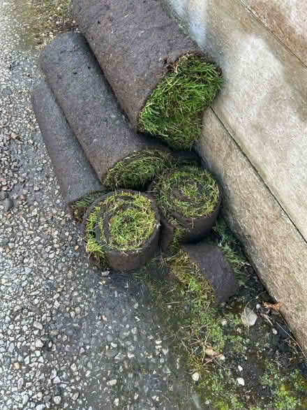 Photo of free 5 square metres of turf (Chorley PR7) #1