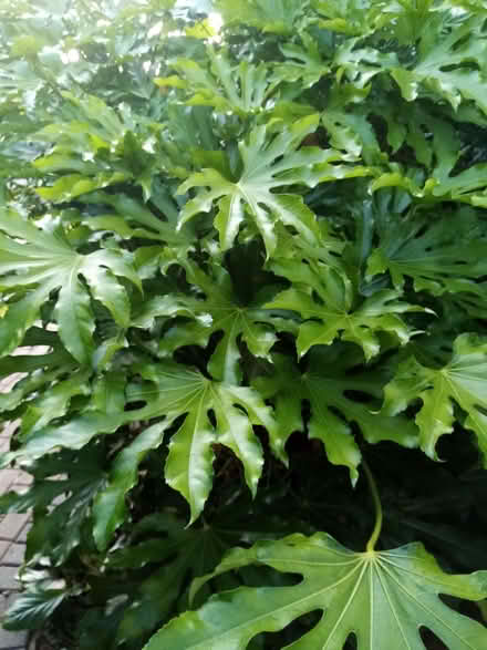 Photo of free Hedera leaves (Wheatley OX33) #1