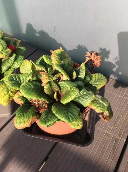 Photo of free Summer plants (Greenwich MV, SE10) #1