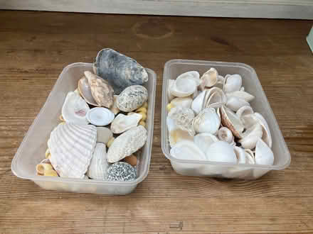 Photo of free Shells (Emlyn Gardens W4) #1