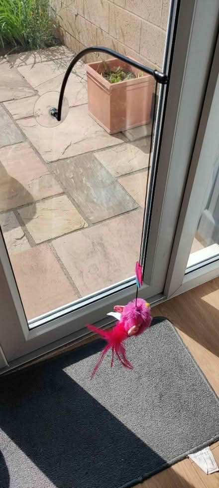 Photo of free Cat toy (BA1) #1