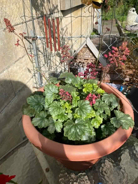 Photo of free Outdoor plant (Southdown) #1