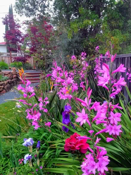 Photo of free Strawberry Plants (Pleasant Hill) #3