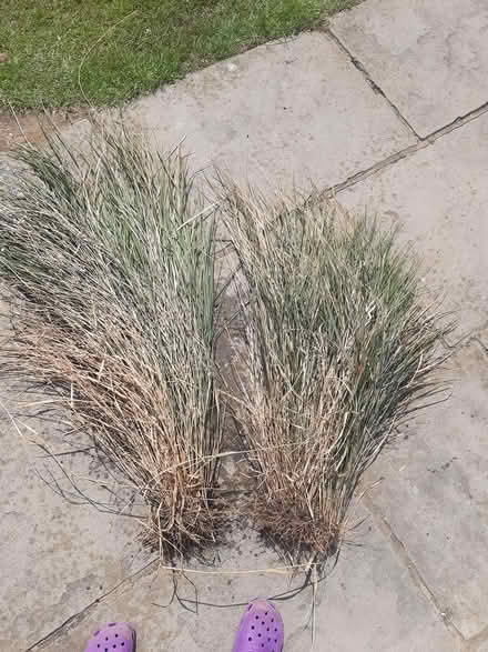 Photo of free Ornamental grass (Letchworth (Standalone area)) #1