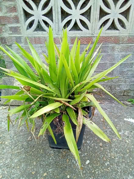 Photo of free Plants (Plumstead SE18) #2