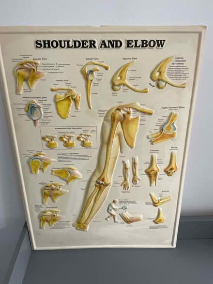 Photo of free Three large 3d(Raised) Anatomical Charts (Frimley GU15) #3