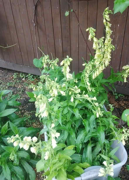 Photo of free FOXGLOVE+Foxglove-beardtongue (Watertown) #3