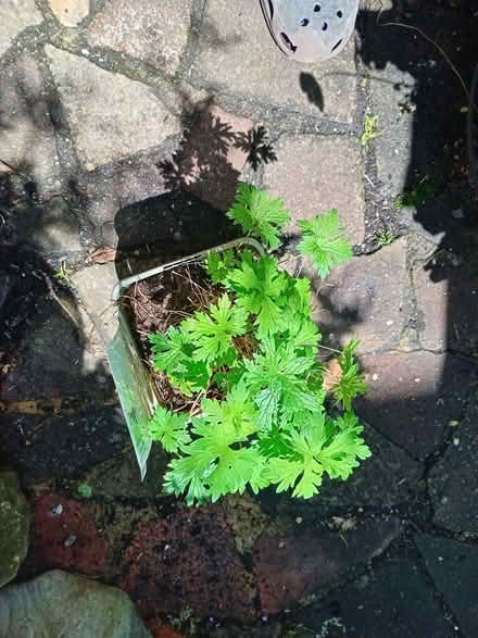 Photo of free Geranium. (Eastbourne BN20) #1