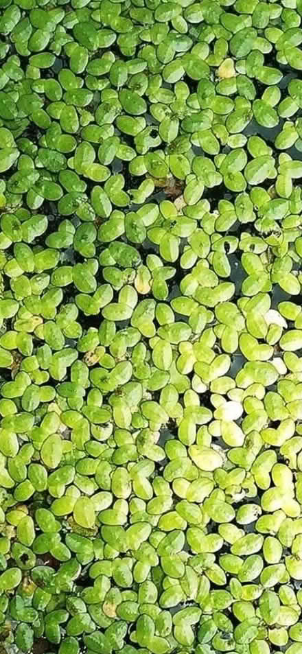 Photo of Duckweed (M9 Manchester) #1