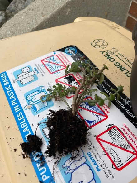 Photo of free Jade Plant Rootings (Near 75th and Woodridge Dr.) #2