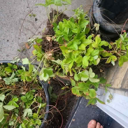 Photo of free Wild strawberry (SE1) #1