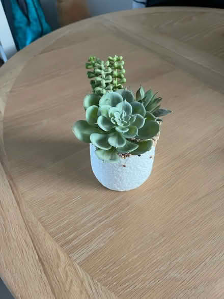 Photo of free Plastic display plant (Stevenage SG2) #2
