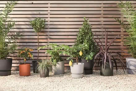 Photo of Plants (Upper Holloway N19) #1