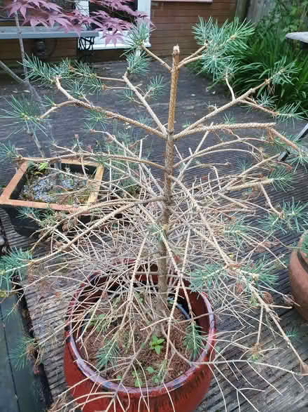 Photo of free Christmas tree (Whitnash CV31) #1