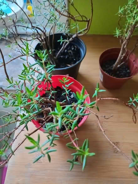 Photo of free Succulent (Eastbourne BN20) #1