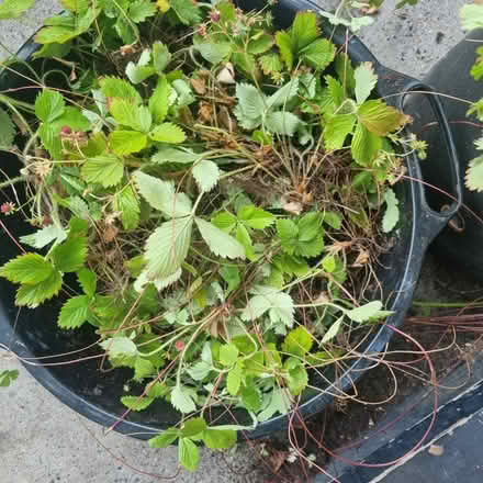 Photo of free Wild strawberry (SE1) #2