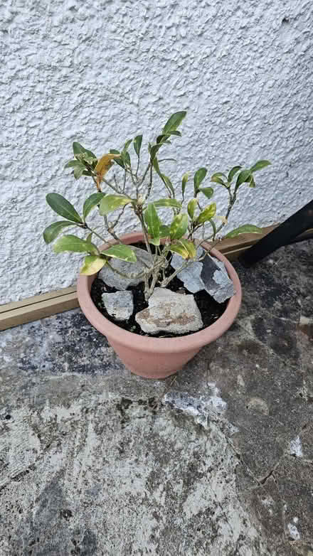 Photo of free Skimmia Japonica plant (Kent House SE20) #1