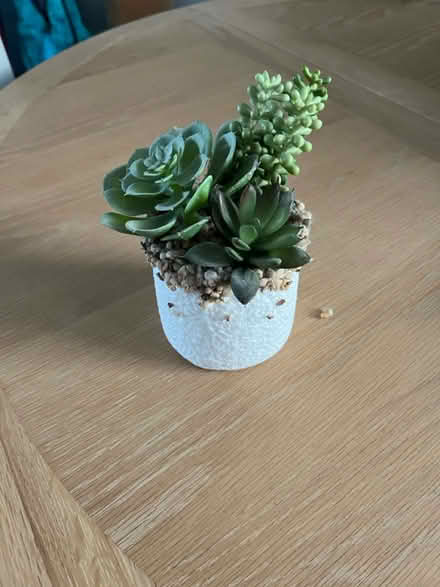 Photo of free Plastic display plant (Stevenage SG2) #1