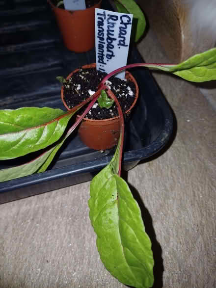 Photo of free Chard - Rhubarb plant (Chichester PO19) #1