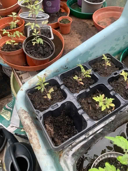 Photo of free Tomato plants (Bracknell RG12) #1