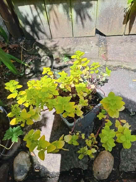 Photo of free Golden marjoram (Eastbourne BN20) #1
