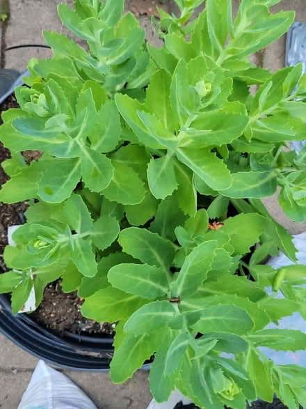 Photo of free Sedum (Stonecrop) (Arlington) #1