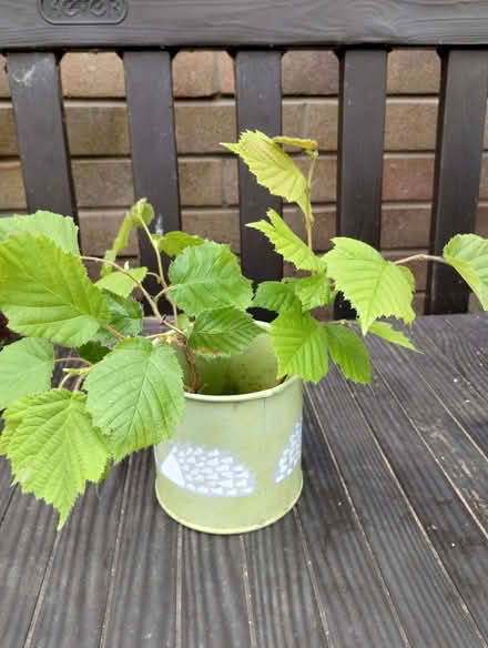 Photo of free 3 Hazel saplings (Irby CH61) #1