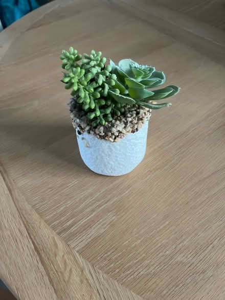 Photo of free Plastic display plant (Stevenage SG2) #3
