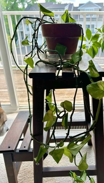 Photo of free House plants (Near Wayzata High School.) #1