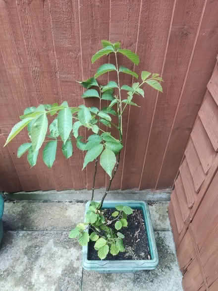 Photo of free Walnut and hazelnut sapling (Malvern, WR14) #1