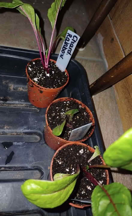 Photo of free Chard - Rainbow plants x3. (Chichester PO19) #1
