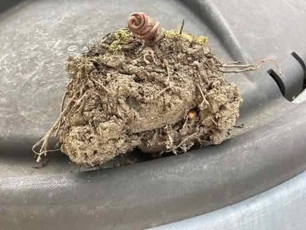 Photo of free Cyclamen corms (Little Lever BL3) #1