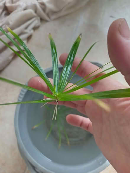Photo of free Papyrus plantlet (Rose Hill OX4) #1