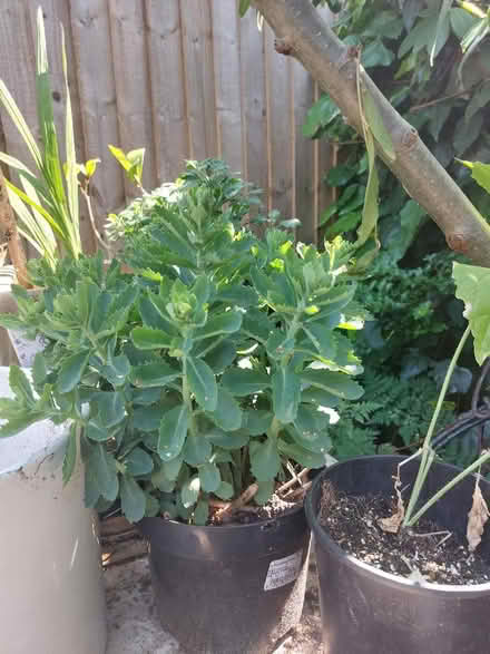Photo of free Sedum plant 'Autumn Joy' (Ladywell SE4) #1