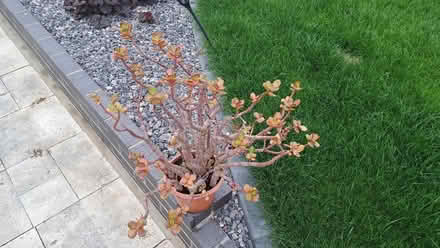 Photo of free Succulent Plant (Stubbington PO14) #2