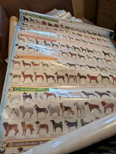 Photo of free Dog breeds poster (Freehold LA1) #1