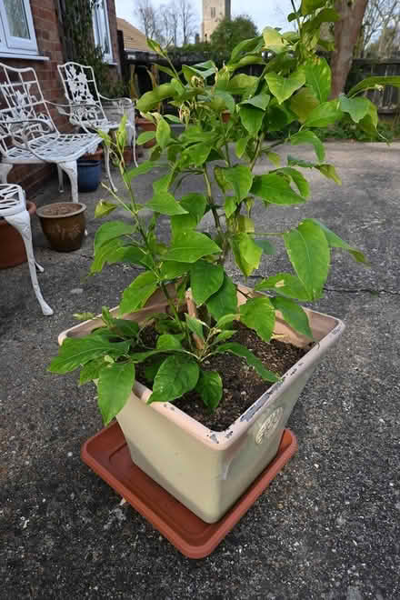 Photo of free Lemon Tree (Wistow) #1
