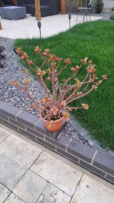 Photo of free Succulent Plant (Stubbington PO14) #1