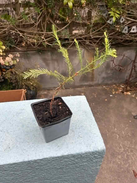 Photo of free Redwood seedlings (Park Blvd) #1