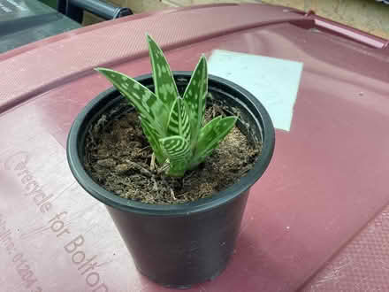 Photo of free Aloe Variegate (tiger aloe) (Little Lever BL3) #1