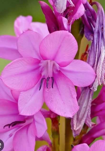 Photo of free Bugle lily SEEDS (Pleasant Hill) #1